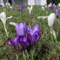 50 Jahre Gebetstag ökumenisch